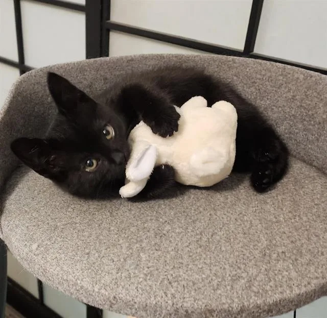 A baby small-sized female Domestic Short Hair cat named Coco for adoption in Sacramento, CA