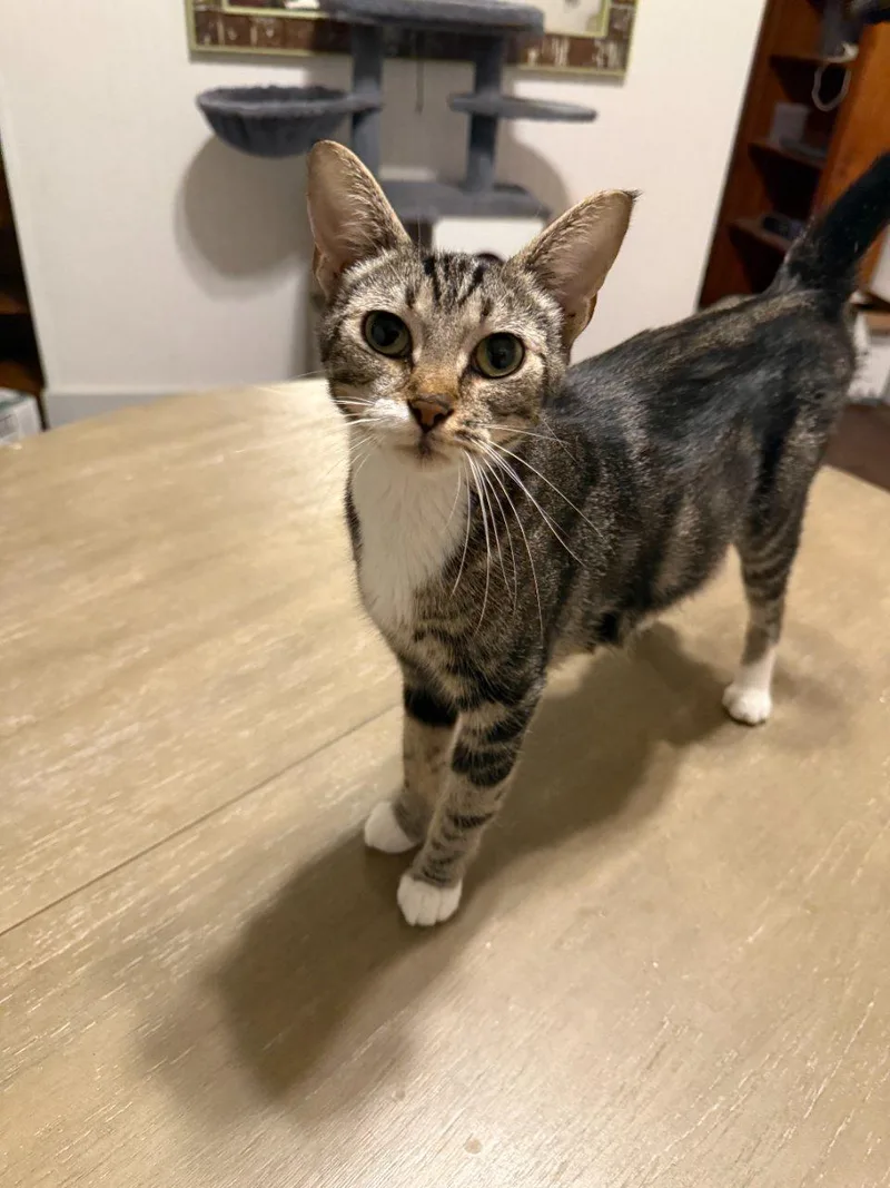 A young medium-sized female Tabby (Brown / Chocolate) Domestic Short Hair cat named Bea for adoption in Raleigh, NC
