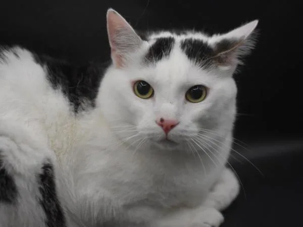 An adult medium-sized male Domestic Short Hair cat named Oreo for adoption in Portland, OR