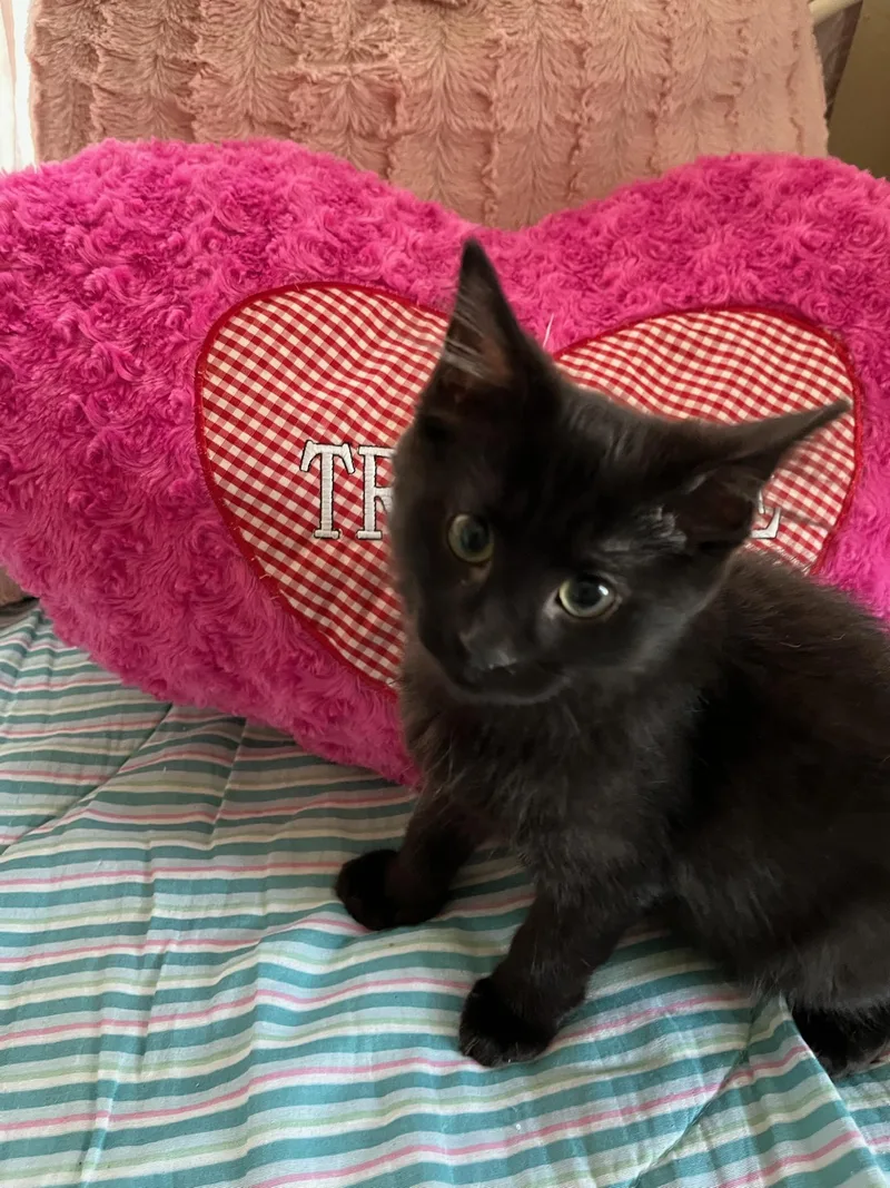 A baby medium-sized female Black Domestic Short Hair cat named Rowan for adoption in Fincastle, VA
