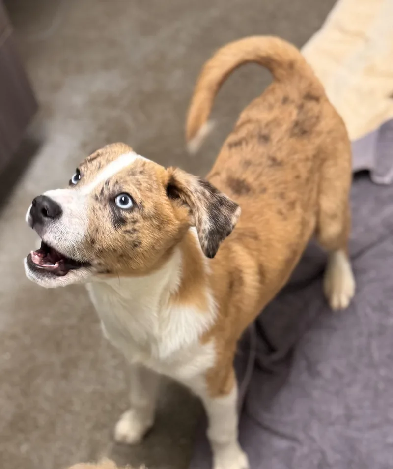A baby medium-sized male Australian Shepherd dog named Cooper for adoption in Chico, CA