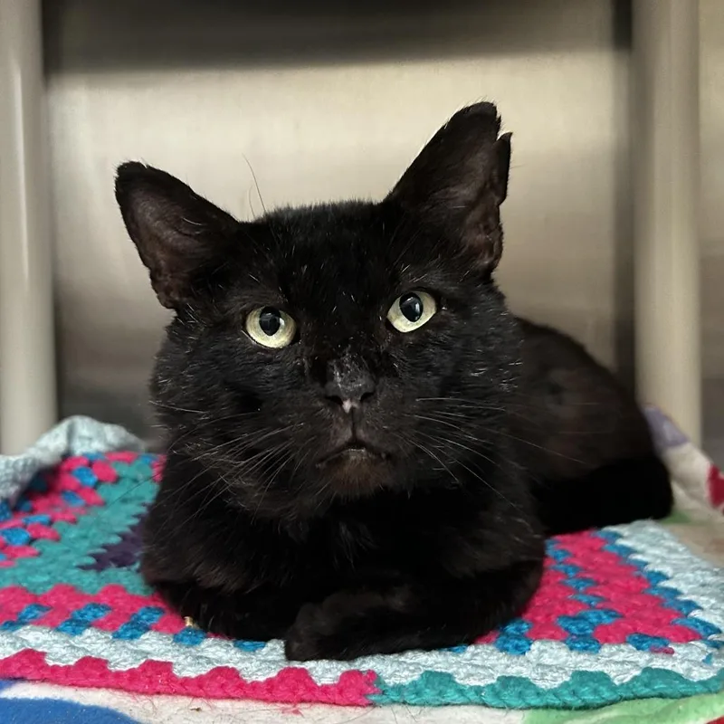 Vader