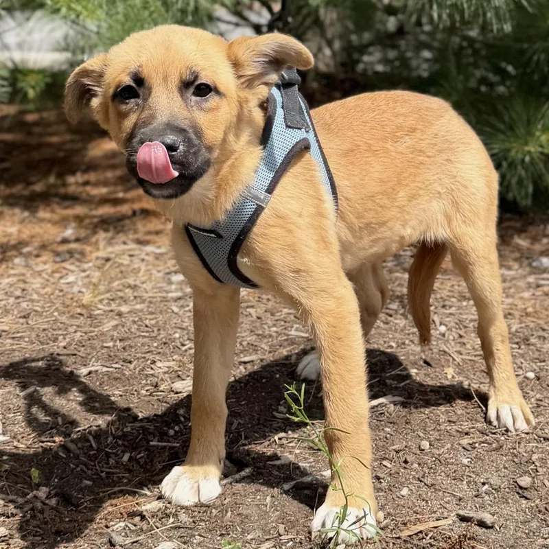 A baby small-sized female Yellow / Tan / Blond / Fawn Labrador Retriever dog named Mimosa for adoption in East Hampton, NY
