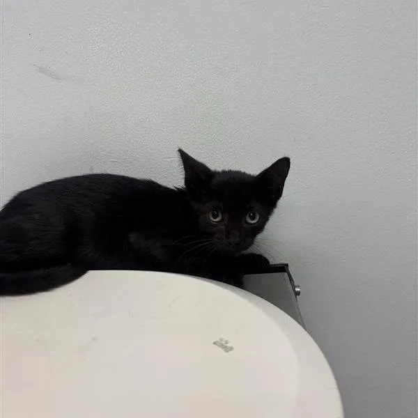 A baby small-sized female Domestic Short Hair cat named Sassy for adoption in Jacksonville, FL