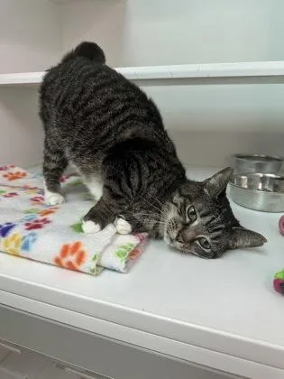 An adult medium-sized female Domestic Short Hair cat named Shortcake for adoption in Traverse City, MI