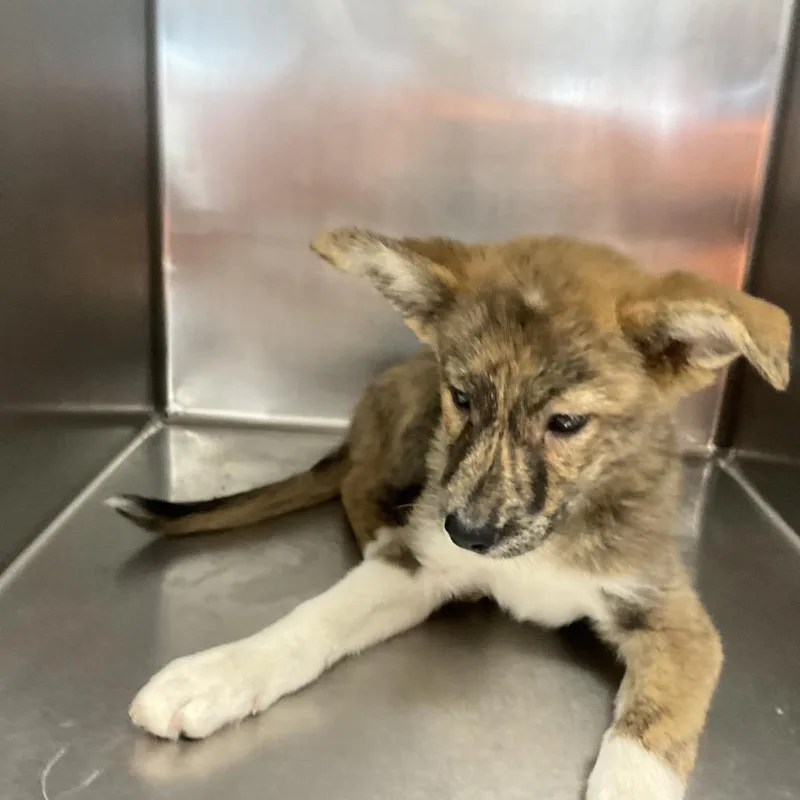 A baby small-sized female Brown / Chocolate Mixed Breed dog named Theia for adoption in St Joseph, MO