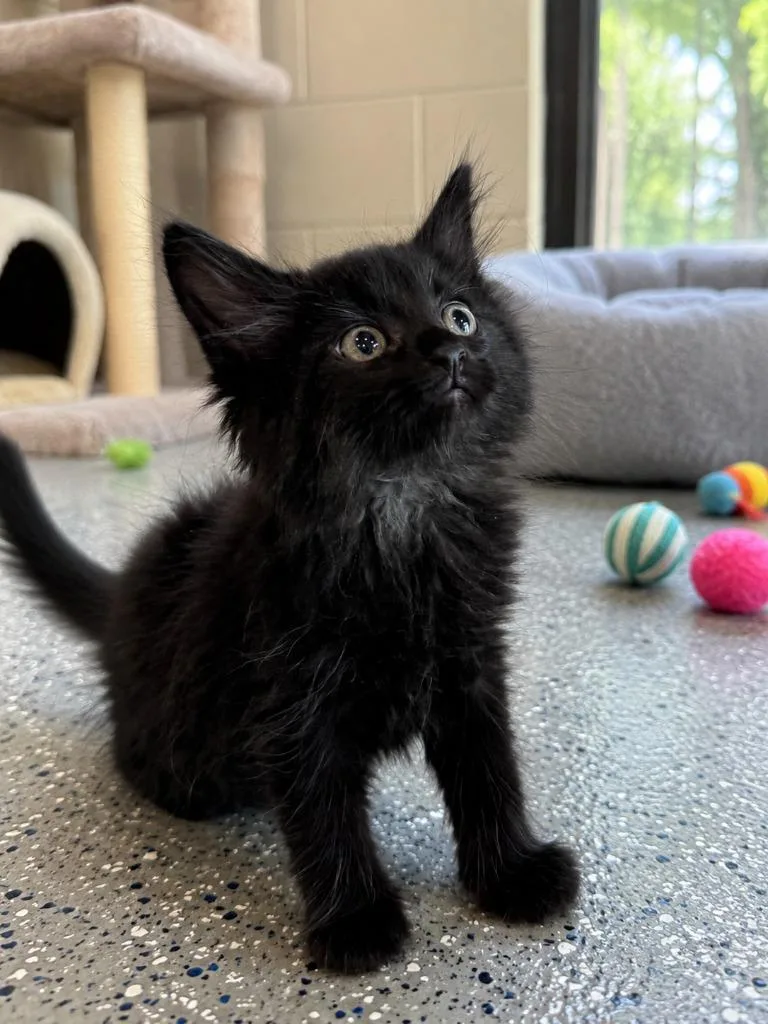 A baby small-sized male Domestic Medium Hair cat named Merlin for adoption in East Ridge, TN