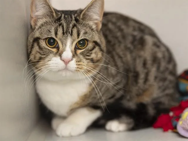 A young medium-sized male Domestic Short Hair cat named Teddi for adoption in Phoenix, AZ
