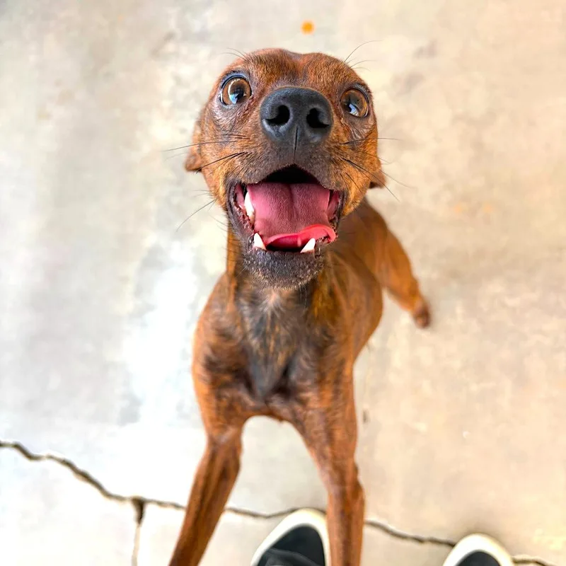 A young small-sized male Brindle Chihuahua dog named Louie for adoption in Joshua Tree, CA