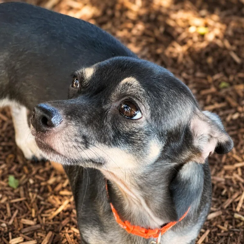 An adult small-sized female Black Chihuahua dog named Loretta for adoption in Boerne, TX