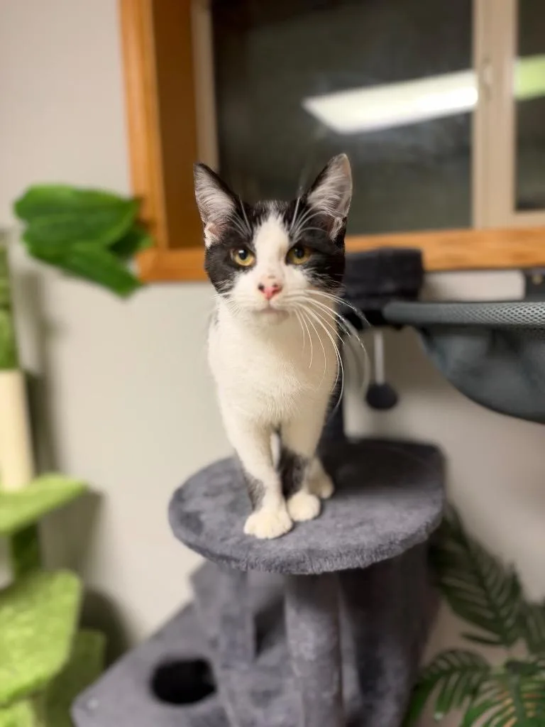 A baby medium-sized male Domestic Short Hair cat named Mr Piggy for adoption in Plattsburgh, NY