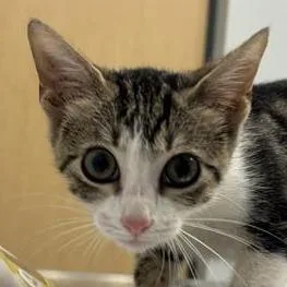 A baby small-sized female White Domestic Short Hair cat named Sizzle for adoption in Jacksonville, FL