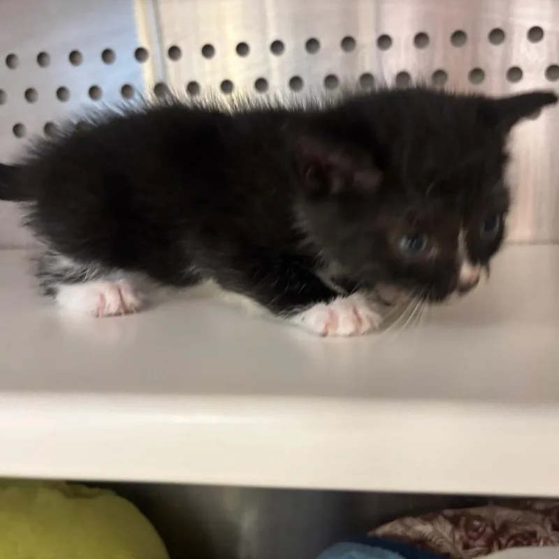 A baby small-sized male Black Domestic Short Hair cat named Angus for adoption in Madisonville, TN