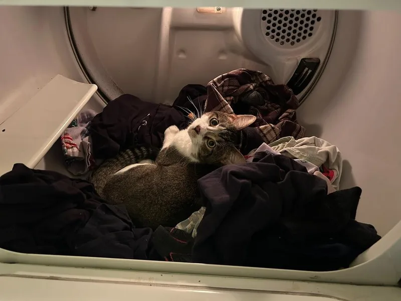 An adult medium-sized male Black & White / Tuxedo Domestic Short Hair cat named Teddy for adoption in Lorain, OH