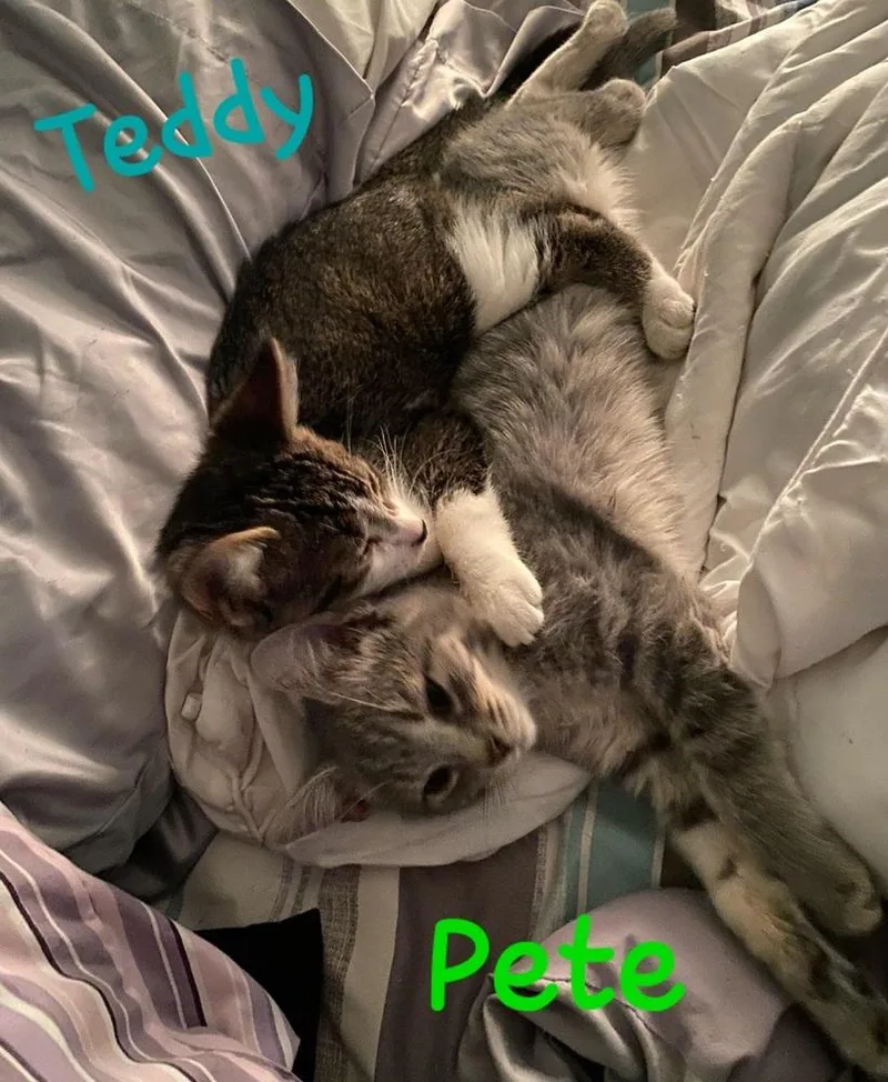 Teddy thumbnail 4