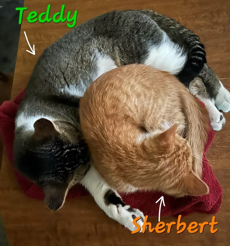 Teddy thumbnail 6