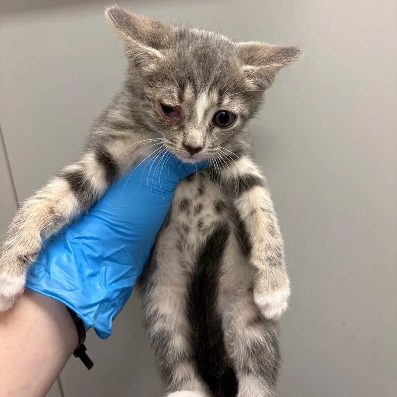 A baby small-sized male Gray / Blue / Silver Domestic Short Hair cat named Calzone for adoption in Columbiana, AL