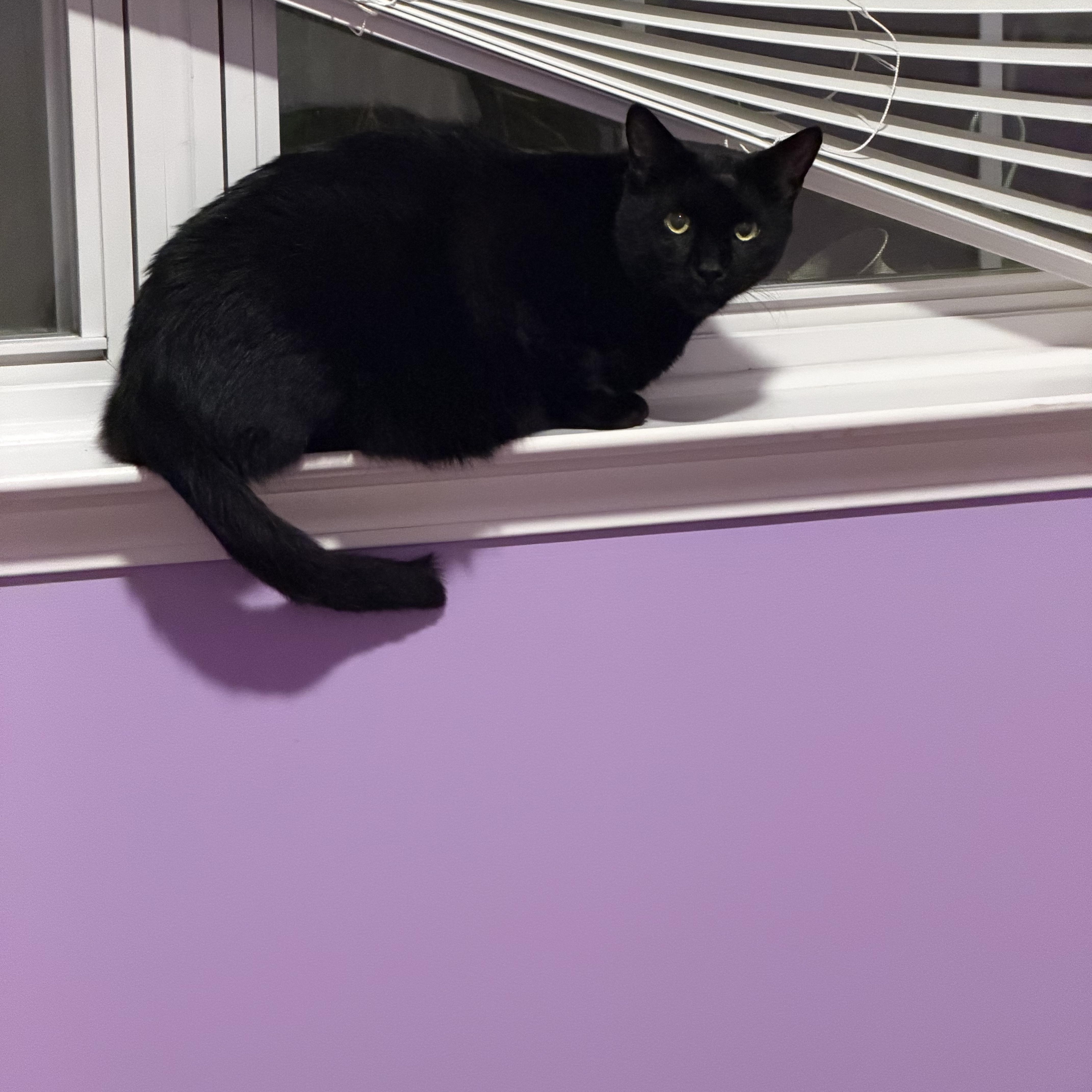 A young medium-sized male Black American Shorthair cat named Jasper for adoption in Angier , NC
