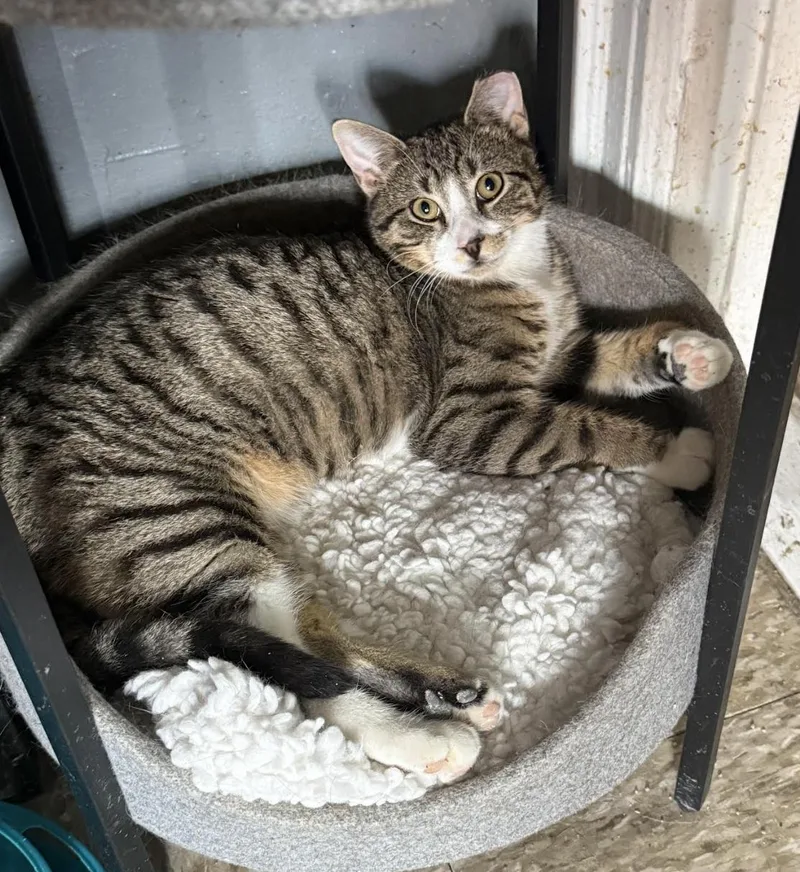 A young medium-sized male Tabby (Brown / Chocolate) Domestic Short Hair cat named Wesley for adoption in New York, NY