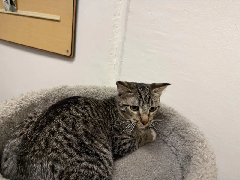 A baby medium-sized female Tabby cat named Lucinda for adoption in Phoenix, AZ