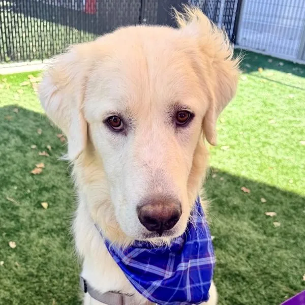 A young extra large-sized male Great Pyrenees dog named Cobble for adoption in Walnut Creek, CA