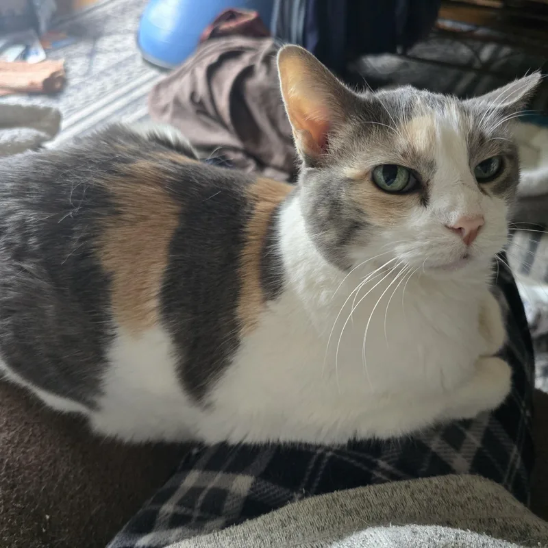 A senior large-sized female Calico American Shorthair cat named Gretel for adoption in Lake City, MN