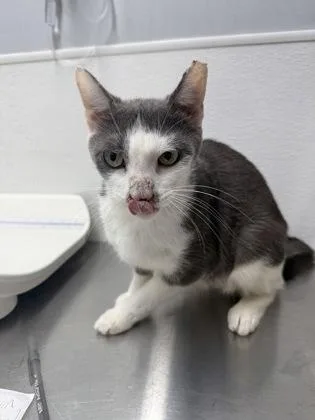 An adult small-sized female Domestic Short Hair cat named Penguin for adoption in West Chester, PA