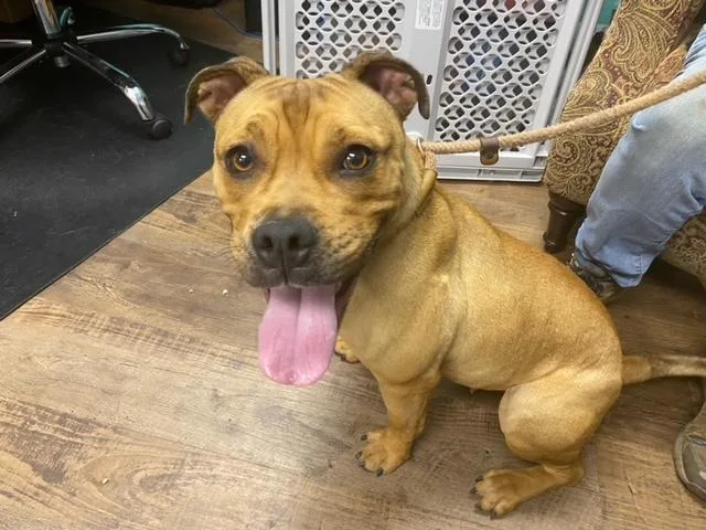 A young small-sized male Boxer dog named Panther for adoption in Albuquerque, NM