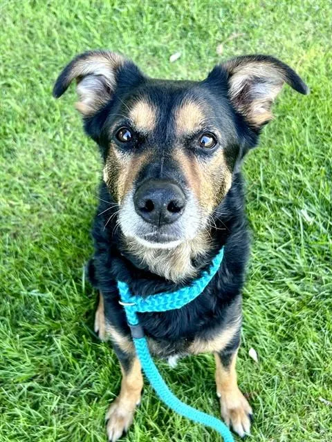 An adult large-sized male German Shepherd Dog dog named Fisher for adoption in Sacramento, CA