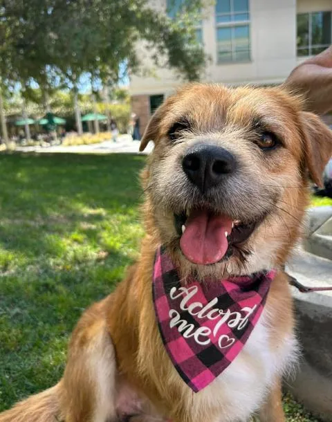 An adult medium-sized male Terrier dog named Oso for adoption in San Diego, CA
