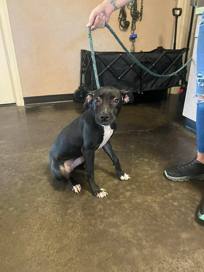 A young medium-sized female Labrador Retriever dog named Found stray: Queen for adoption in Rockwall, TX