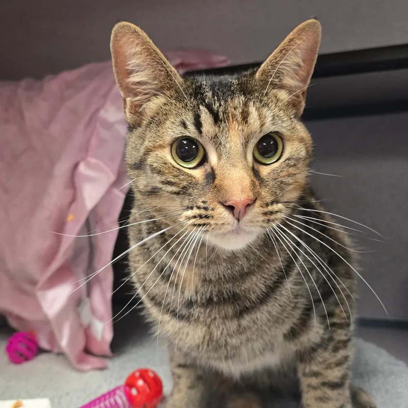 An adult medium-sized female Black Domestic Short Hair cat named Nugget for adoption in Santa Barbara, CA
