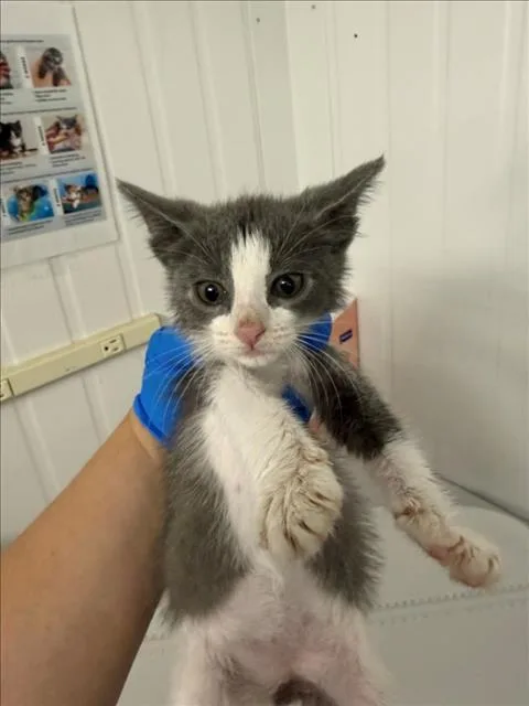 A baby small-sized female Domestic Short Hair cat named A for adoption in Woodland, CA