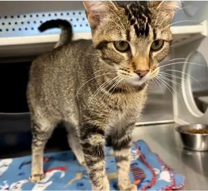 An adult medium-sized female Brown / Chocolate Domestic Short Hair cat named Allanah for adoption in Lansing, MI