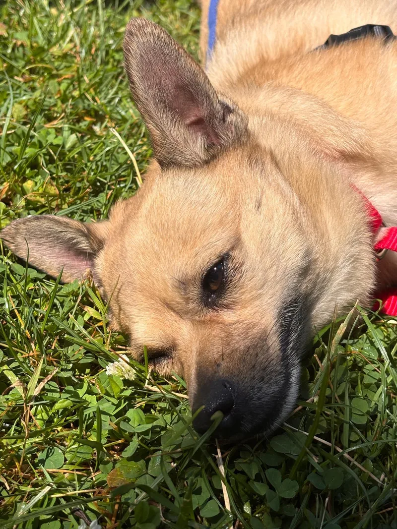 A young small-sized male Chihuahua dog named Willie for adoption in Harrison, NY