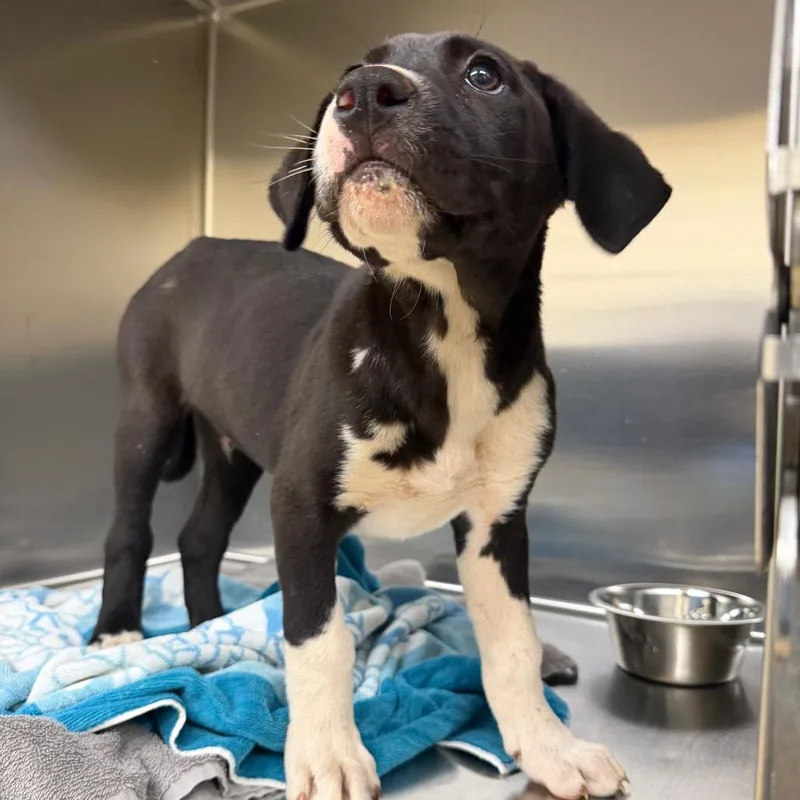A baby large-sized male Black Mixed Breed dog named Julius for adoption in Winston-Salem, NC