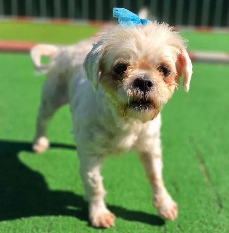 An adult small-sized female Shih Tzu dog named Fuji for adoption in Roanoke, VA