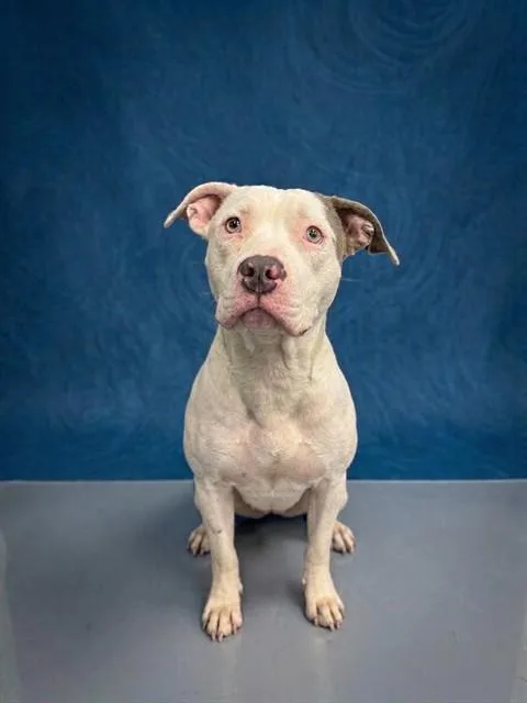 A young medium-sized female Pit Bull Terrier dog named Casey for adoption in Peoria, IL