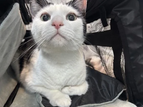 An adult medium-sized male Domestic Short Hair cat named Moo for adoption in New York, NY