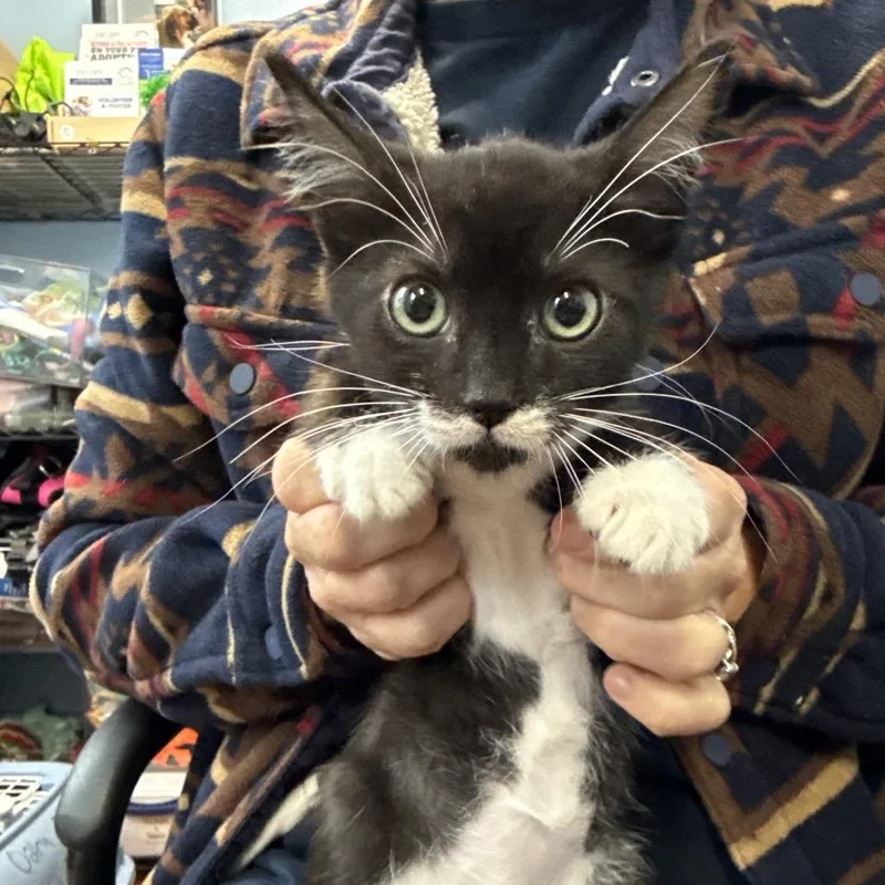 A baby small-sized male Black Domestic Short Hair cat named Jinx for adoption in Wahiawa, HI