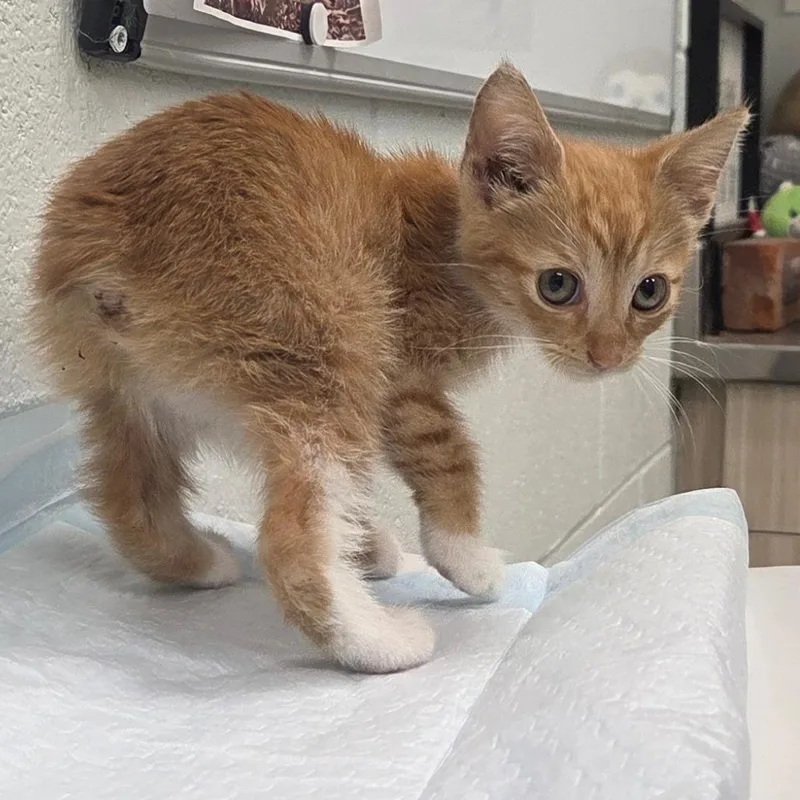 A baby small-sized female Orange / Red Domestic Short Hair cat named Carrabbas for adoption in Chattanooga, TN