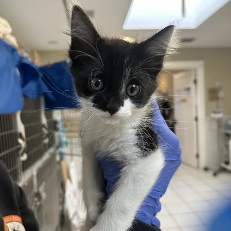 A baby small-sized male Black Domestic Short Hair cat named Mavrick for adoption in Ojai, CA