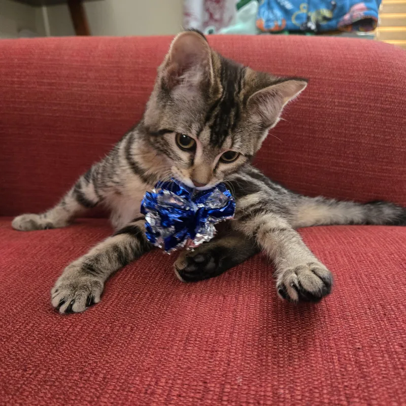 A baby medium-sized female Tabby (Brown / Chocolate) Domestic Short Hair cat named Present for adoption in Milwaukee, WI