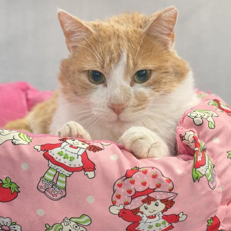An adult large-sized male Orange / Red Domestic Short Hair cat named Fred ARC for adoption in Akron, NY