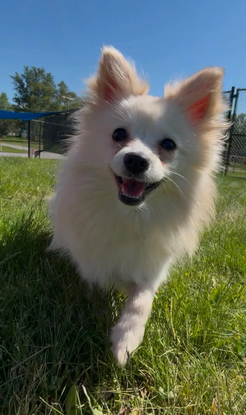 A baby small-sized female Schipperke dog named Charlene for adoption in Fort Wayne, IN