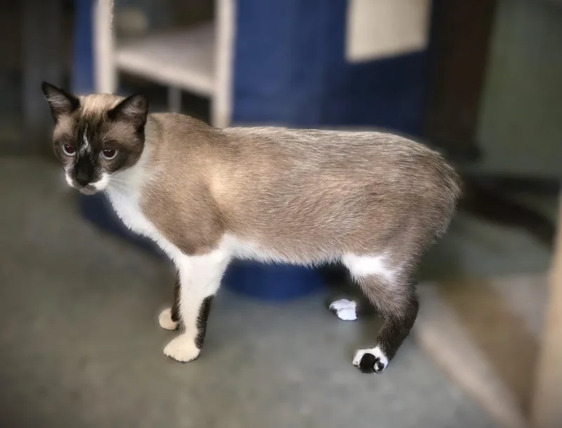 Miso