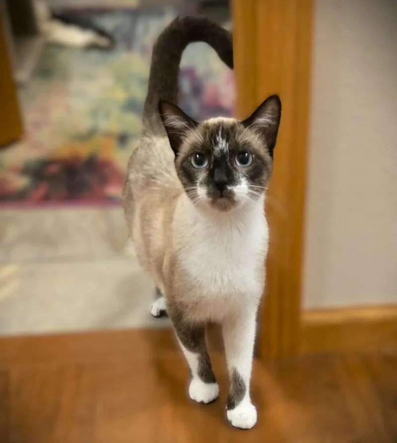 Miso thumbnail 3