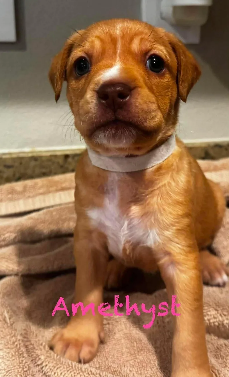 A baby medium-sized female Pit Bull Terrier dog named Amethyst for adoption in Mission Viejo, CA