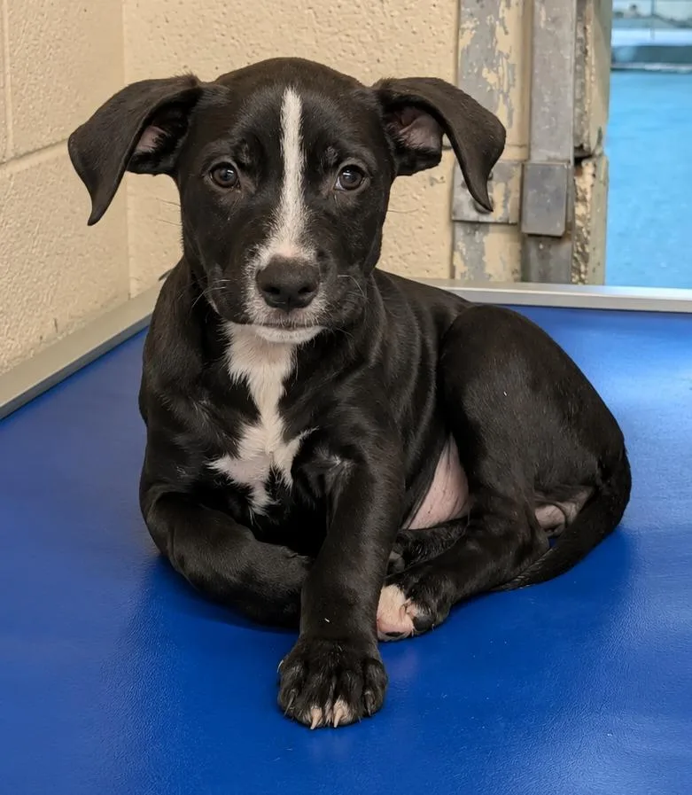 A baby medium-sized female Labrador Retriever dog named Suki for adoption in Seven Points, TX