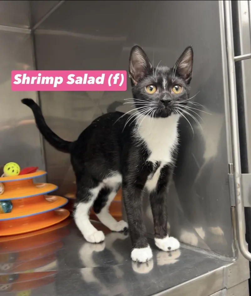 A baby medium-sized female Black Domestic Short Hair cat named Shrimp Salad for adoption in Montville, NJ